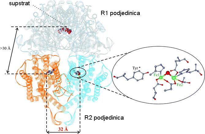 Primer: Ribonukleotid reduktaza RNR R1 podjedinica (R1 protein) R2