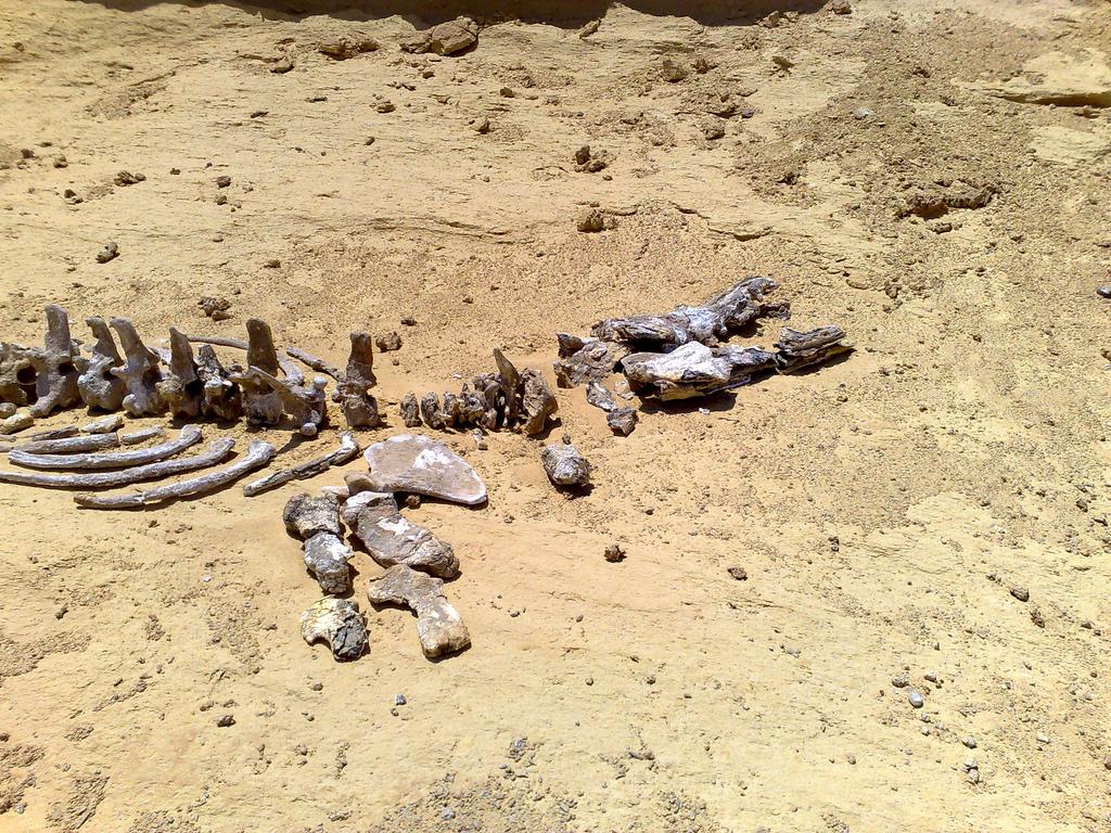 Fossilized Crocodile, Valley of the Whales. Wadi Al-Hitan, Valley of the Whales, is part of the Wadi Al-Rayan.