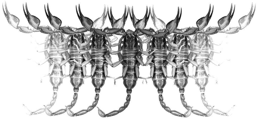 Euscorpius Occasional Publications in Scorpiology Scorpions of Iran (Arachnida: Scorpiones). Part VII.