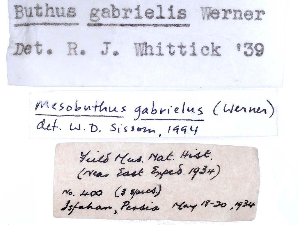 Navidpour et al.: Scorpions of Kerman Province 19 Figure 15: Labels by Whittick in 1939 from FMNH.