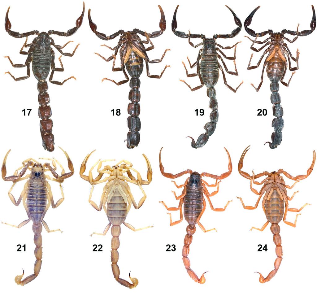 Navidpour et al.: Scorpions of Kerman Province 21 Figures 17 24: 17 18.