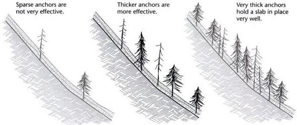 Figure 2.9: The thicker the tree cover, the more effective it is against avalanches Source: Tremper (2001), p. 72 In mountainous areas, higher areas have lower air and ground temperatures.