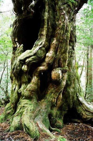 Day 7, 23 April 2018 Miyanoura-Yakushima, Japan Yakushima, Japan s first UNESCO World Heritage site, is famous in botanical circles for its great many garden plants, including dwarf plants which have