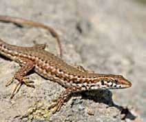 Gecko, the Mediterranean Chameleon, the Maltese