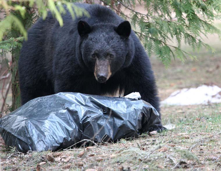 Conservation Officers have used the Dangerous Wildlife Protection Order (DWPO) for garbage and other attractant infractions, which carries a fine of $575.