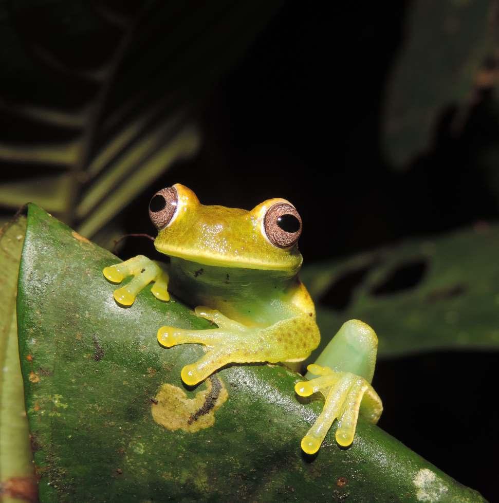 Amphibians in the Protected Areas of Colombia.
