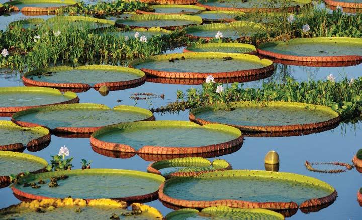 SOUTH AMERICA 4 Admire the giant Victoria amazonica s in the shallow waters of the Amazon Day 9 Amazon Cruise, Pacaya-Samiria National Reserve. Today spend the morning and afternoon exploring by boat.