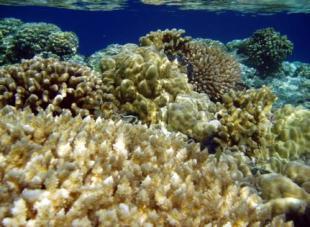 Biological importance of the region Remarkably rich in species due to isolation Coral reef (12,800 km²)