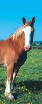 25 HORSES & PONIES Barcode: 501249363 Item code: 63091110 3.