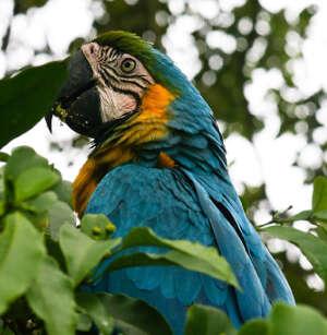 The tour includes a hike through the surrounding forest that is teeming with typical plant life and exotic birds.