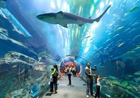 You ll even get the chance to tour its famous Dubai Aquarium & Underwater Zoo.