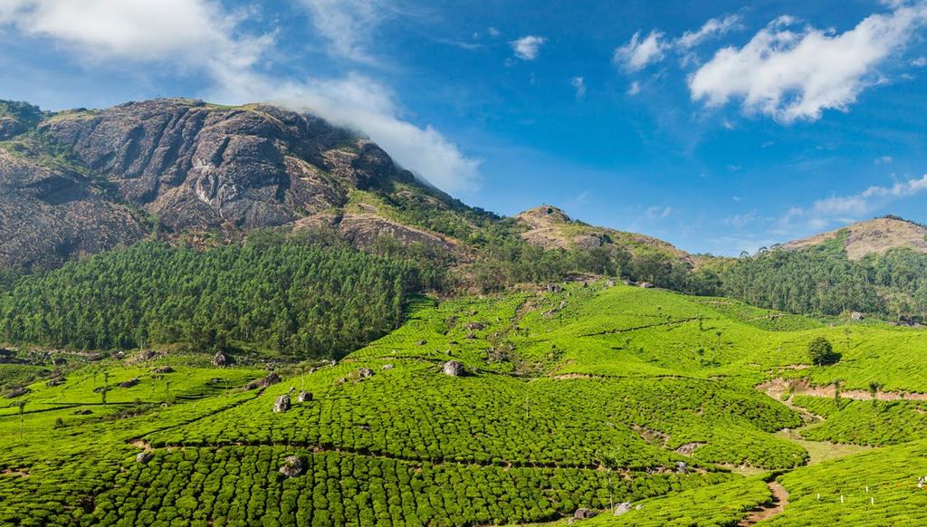 Tea plantations in the Western Ghats The bewitching Malabar Coast has been a meeting place of cultures throughout history.