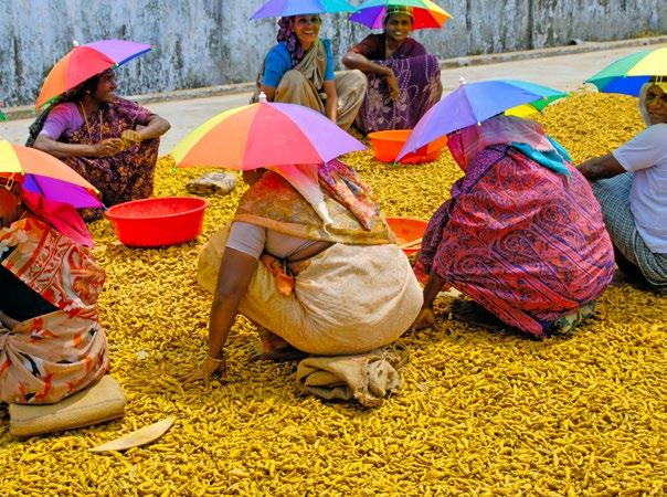 Tour Leader Sorting turmeric in Cochin The cost of the tour is 2,780 The cost includes: 14 nights accommodation in twin-bedded rooms within medium grade, heritage and boutique hotels and one night on