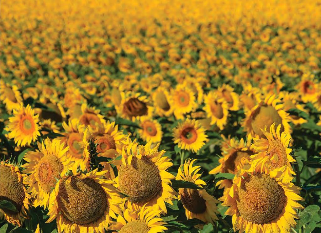getting to SOUTH DAKOTA Sunflower field AIR TRAVEL With airports all across the state and daily inbound flights from nearly a dozen gateway cities, access to South Dakota has never been so easy.