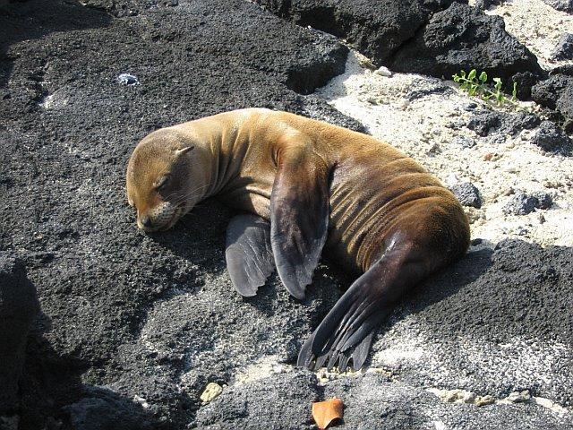Observe sea lion harems with resident bulls carefully guarding their territory. Flightless Cormorants build their nests on the point and Galapagos Hawks soar overhead.
