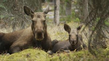 Travel to Canada s Rockies and into the world of moose to experience a calf s first year of life. At the best of times, fewer than half of these leggy 35-pounders survive their first year.