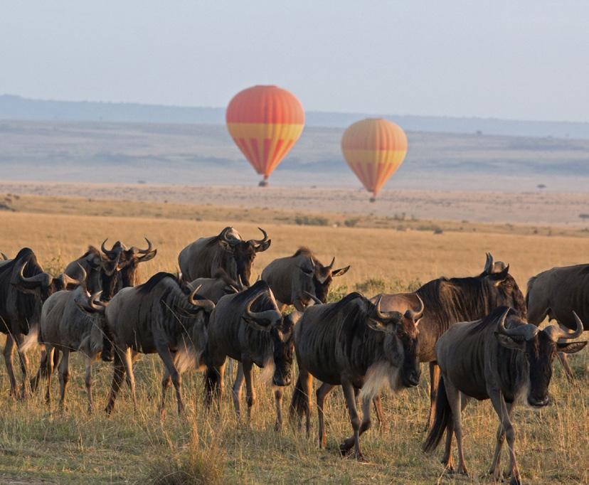 As with Kenya s Masai Mara, the Serengeti boasts incredible year-round wildlife, especially large prides of lion.