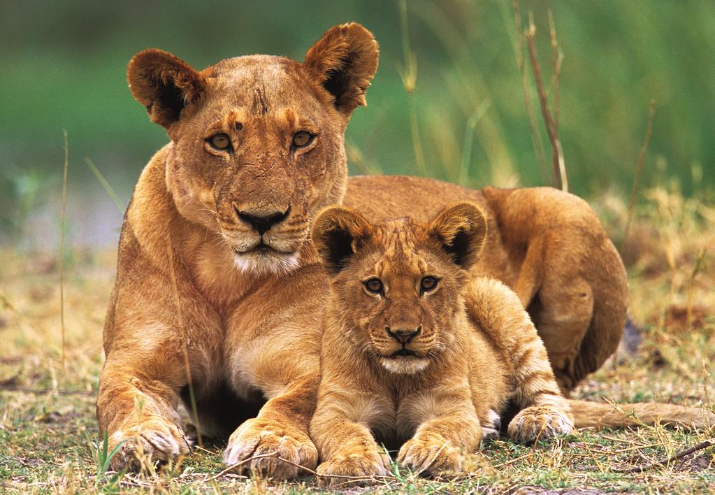 Like mother, like... Lioness and cub keep watch in the bush.