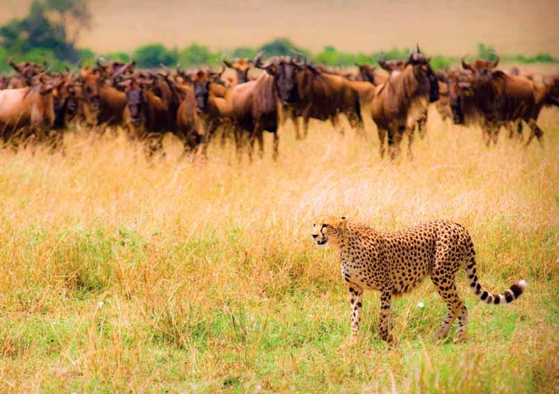 Experience the thrill of a cheetah on the hunt, here stalking wildebeests on the Masai Mara DAY 5: Tarangire or Lake Manyara Into the Wild Spend a full day exploring Tarangire (Under Canvas Edition)
