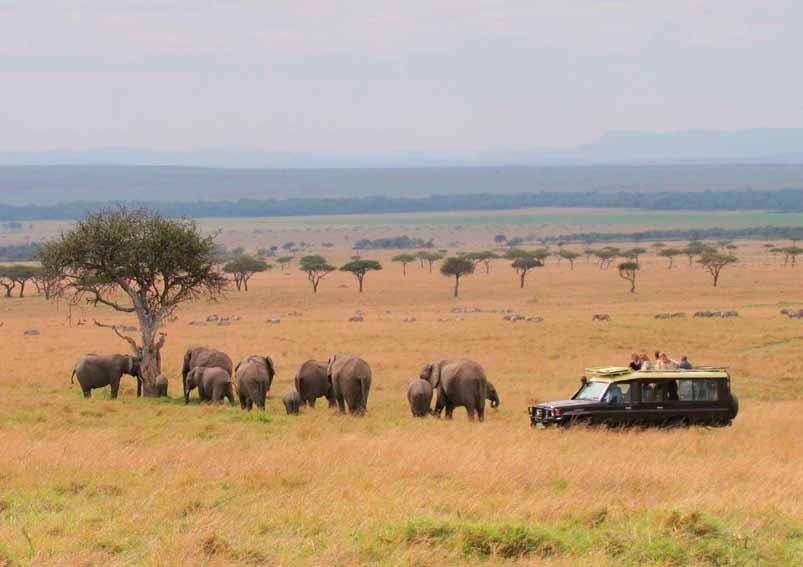 Marvel at herds of elephants as they amble the endless East African plains of herbivores trek across the Serengeti