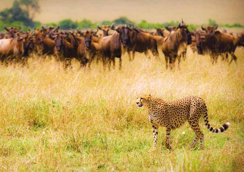 Africa Experience the thrill of a cheetah on the hunt, here stalking wildebeests on the Masai Mara DAY 5: Tarangire National Park or Lake Manyara National Park Into the Wild Spend a full day