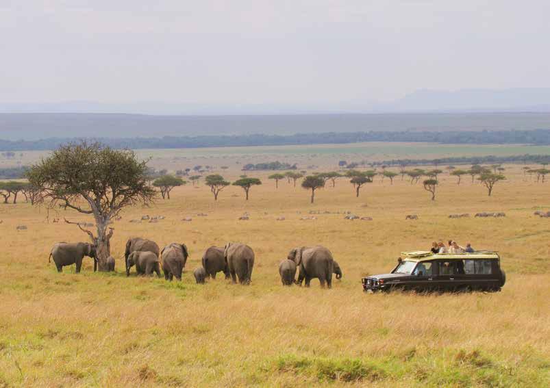 Africa Marvel at herds of elephants as they amble the endless East African plains of herbivores trek across the Serengeti