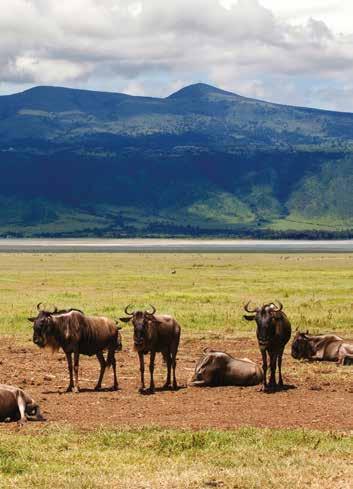 To Victoria Falls via Livingstone Greet a morning gathering of wildebeest in the Ngorongoro Crater DAYS 12-13: Masai Mara Game Reserve Unmatched Wildlife Spend two full days exploring the open