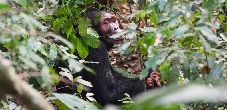 chimpanzees - Virunga National Park - The forests,