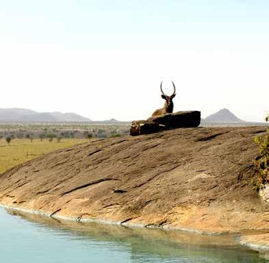 the vast plains, dotted with wildlife. The lodge has a beautiful rock swimming pool.