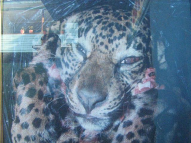 and Tayassu tajuca), and jaguar. 150 The poachers reportedly enter the Park through three unofficial, but well-known entrances in Boquete.