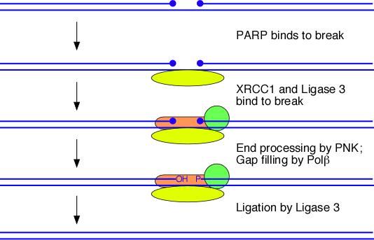 lom (break) JEZGRA: KROMOSOMSKI LOMOVI (u stanicama u diobi jednolančani DNA lomovi generiraju dvolančane) POPRAVAK jl DNA