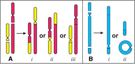 (indukcija genomske nestabilnosti) DVOLANČANI LOMOVI I GREŠKE DNA POPRAVKA (jednostavne kromosomske mutacije; indukcija
