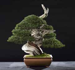 Bonsai World Convention Mulhouse The 30 most