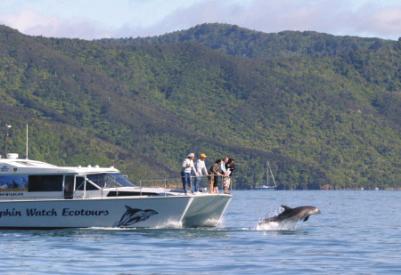 Dolphin Watch and Nature Tours Offer: Receive 15% discount on the afternoon Motuara Island &