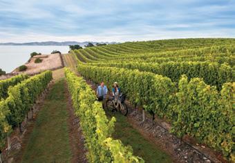 MARLBOROUGH Situated at the top of the South Island, the tranquil Marlborough region is renowned for the stunning coves of the Marlborough Sounds and the delicious bounty of local wine and seafood.