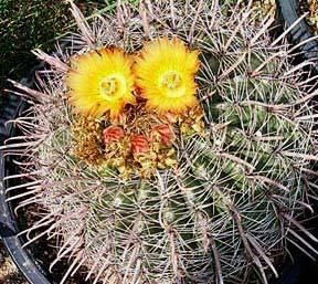 If you are not currently on the Cactus Rescue notification list and would like to be, send me an email addressed to: CactusRescue@TucsonCactus.org and ask to be on the Cactus Rescue Notification list.