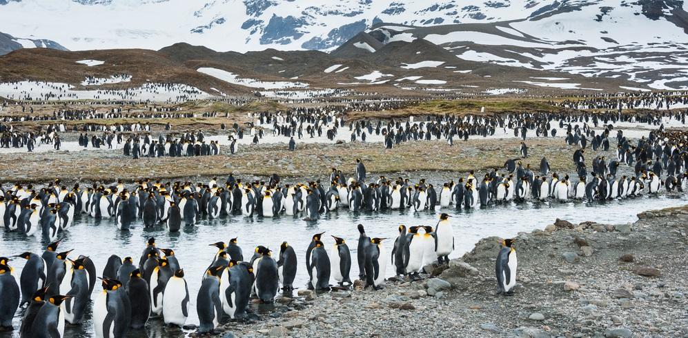 INTRODUCTION This comprehensive journey sees you crossing the Antarctic Circle, further south than most travellers venture and takes you to explore the wildlife rich Falkland Islands and South