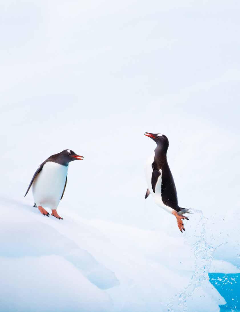 PENGUINS: ICONIC, REMARKABLE & DOWNRIGHT FUN Seeing the penguins of Antarctica and observing their antics their squabbles; their young; their combination of ungainliness and grace; and the surprising