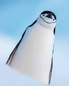 Clockwise from far left: Chinstrap penguins are one of the most easily identifiable of all of the