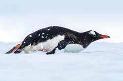 Penguins often slide on their tummies over ice and snow.