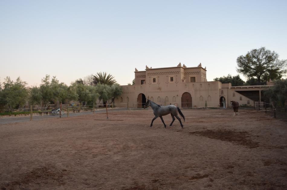 Amanar near Marrakech. The horses are strong, sure-footed and with excellent stamina.