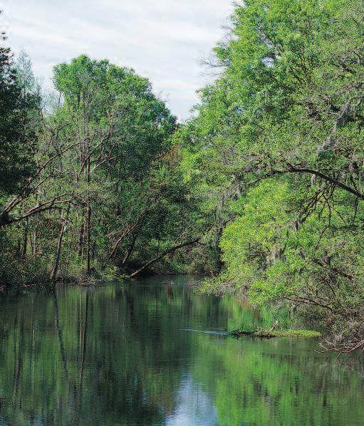 SC KEN TAYLOR, NCWRC Even though it is named for the Lumber River, the Lumber River Basin is actually four dis tinct river systems that include the Lumber River, the Waccamaw River, the headwaters of