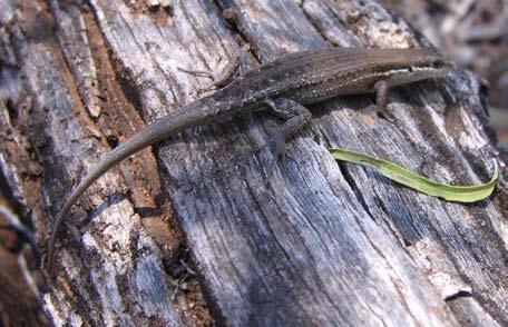 Because these skinks are so reliant upon large mature trees and logs for habitat, snake-eyed skinks are found predominantly in woodland or forest habitat in 1 or 2 BioCondition.