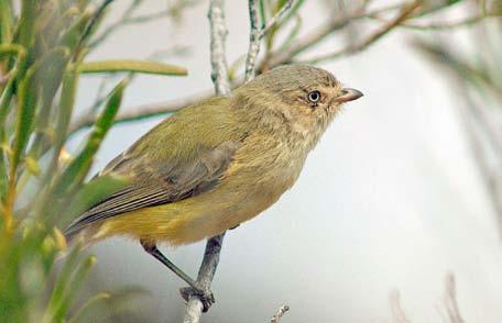 DECREASER BIRD SPECIES WEEBILL The weebill is a tiny bird with a wide distribution throughout the forests and woodlands of southern Queensland.