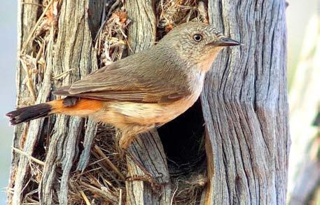 Weebill populations appear to be highly impacted by the presence of miner birds and/or larger predatory birds.