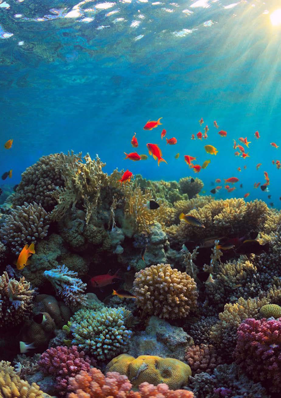INCREDIBLE DIVING Raja Ampat is a stunning tropical paradise often referred to as diving s final frontier.