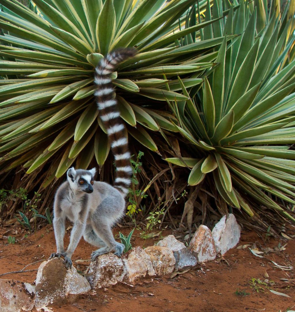 RING-TAILED LEMUR (lemur catta) Madagascar is called the Red Island for its ochrecolored soil, but it could easily be blue for its sapphire mines, green for its lush forests, and any color of the