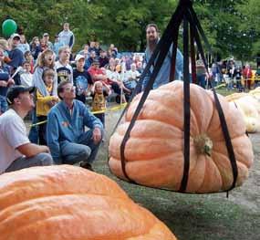 Giant Pumpkin & Squash Weigh Off Contest on October 12 The biggest pumpkins you ll ever see, some more than 500 lbs!