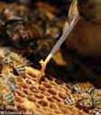 The requirements for completing a VFD order or prescription for honey bees are the same as for any other food-producing animal; the federal rule restricts beekeepers from using any medically