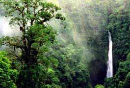 The Rainforest Alliance works to conserve biodiversity and ensure